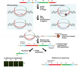 Parents of Children with Epileptic Encephalopathies Found More Likely to Carry De Novo Mosaic Mutation for Disorder Than Previously thought